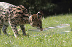 spielender Serval