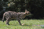 spielender Serval