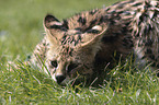 liegender Serval