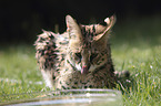 liegender Serval