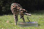 spielender Serval