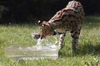 spielender Serval