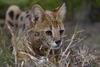 Serval