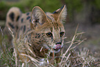 Serval