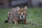 Serval