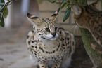 Serval