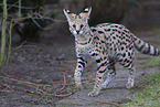 Serval