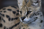 Serval