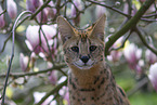 Serval