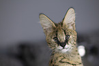 junger Serval