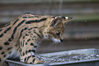 Serval