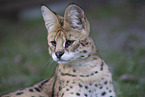 Serval