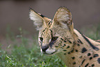 ausgewachsener Serval