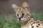 ausgewachsener Serval