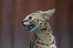 ausgewachsener Serval