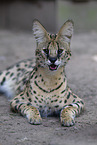 ausgewachsener Serval