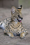 ausgewachsener Serval