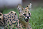 ausgewachsener Serval