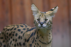 Serval