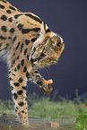 Serval