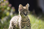 Serval Jungtier