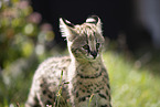 Serval Jungtier