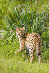 Serval