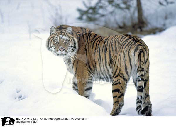 Sibirischer Tiger / PW-01022