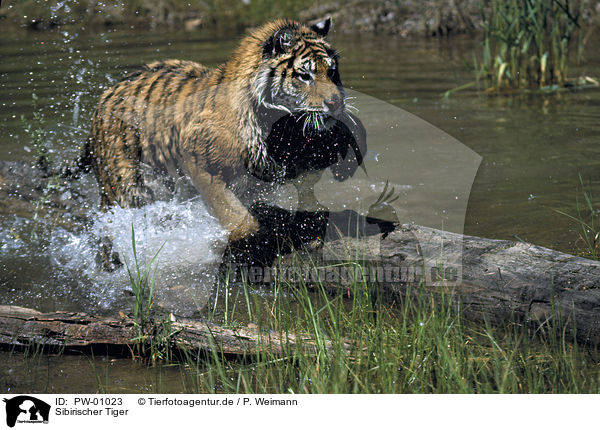 Sibirischer Tiger / PW-01023