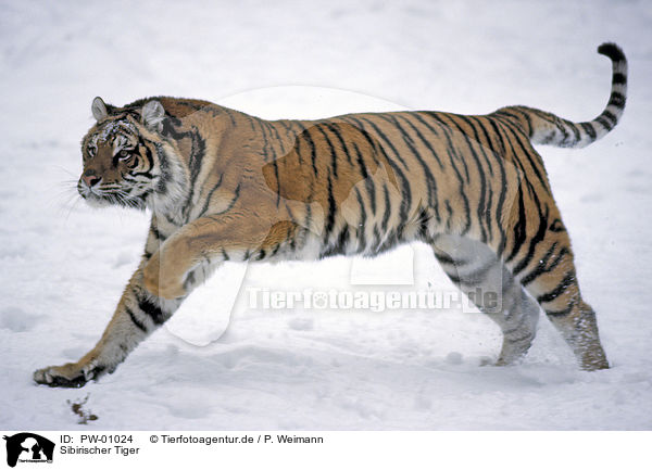 Sibirischer Tiger / Siberian Tiger / PW-01024
