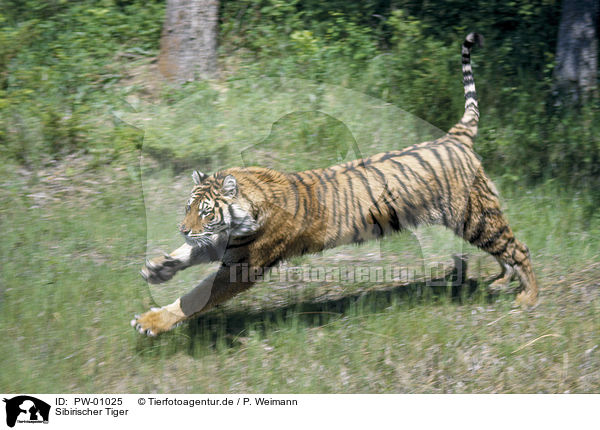 Sibirischer Tiger / PW-01025