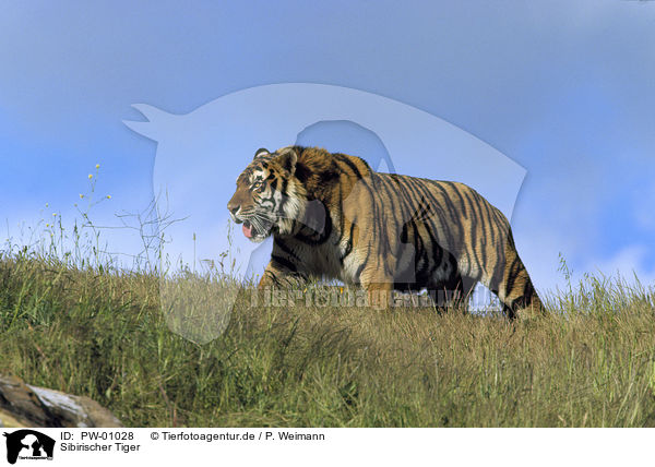 Sibirischer Tiger / PW-01028