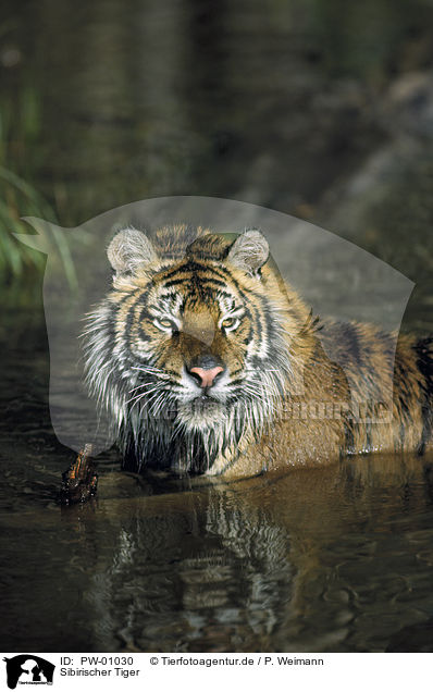 Sibirischer Tiger / PW-01030