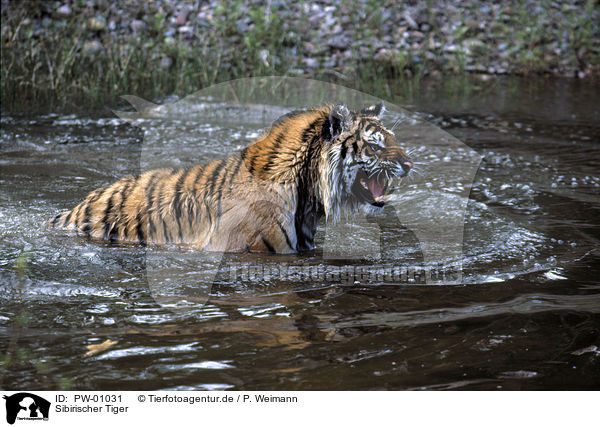 Sibirischer Tiger / PW-01031