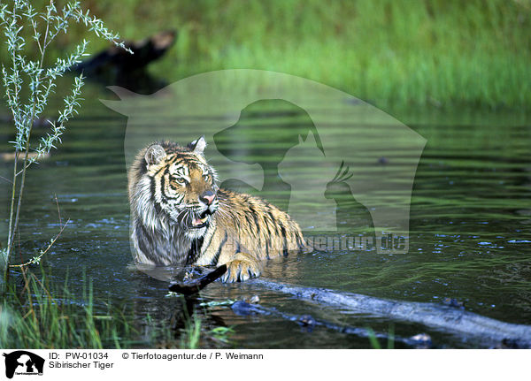 Sibirischer Tiger / Siberian Tiger / PW-01034