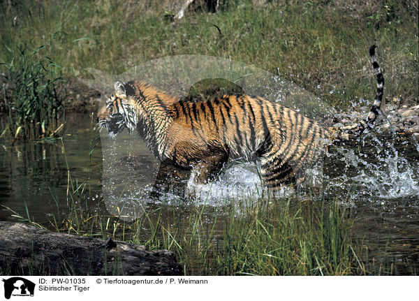 Sibirischer Tiger / Siberian Tiger / PW-01035