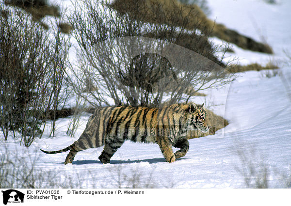 Sibirischer Tiger / Siberian Tiger / PW-01036