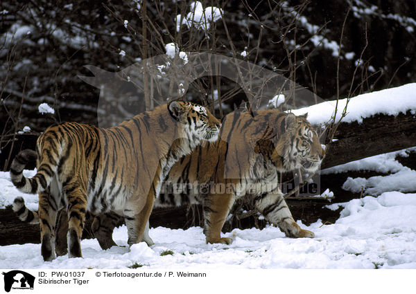 Sibirischer Tiger / Siberian Tiger / PW-01037