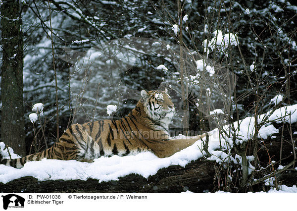Sibirischer Tiger / Siberian Tiger / PW-01038
