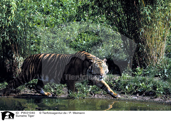 Sumatra Tiger / PW-01040