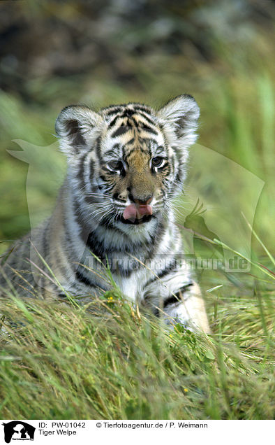 Tiger Welpe / tiger pup / PW-01042