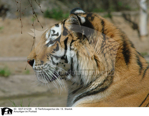 Amurtiger im Portrait / Tiger Portrait / SST-01236