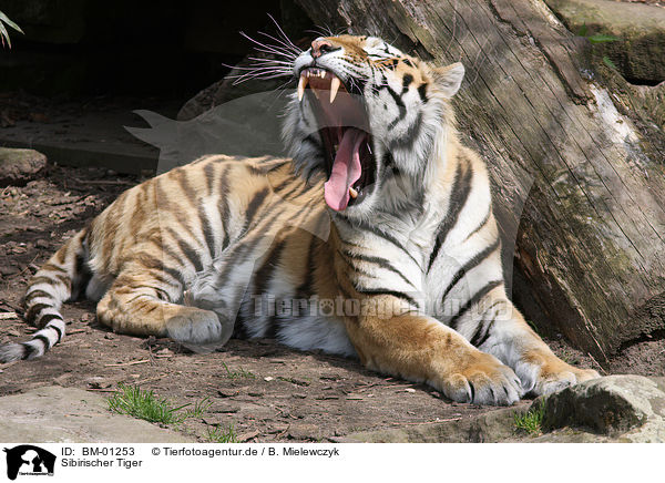 Sibirischer Tiger / BM-01253