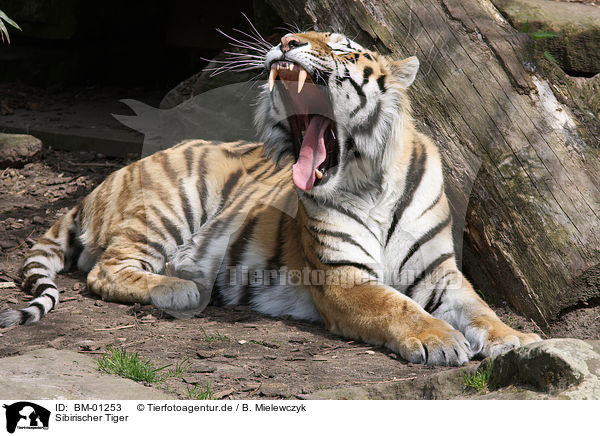 Sibirischer Tiger / amur tiger / BM-01253