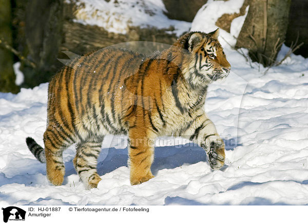 Amurtiger / Amur tiger / HJ-01887