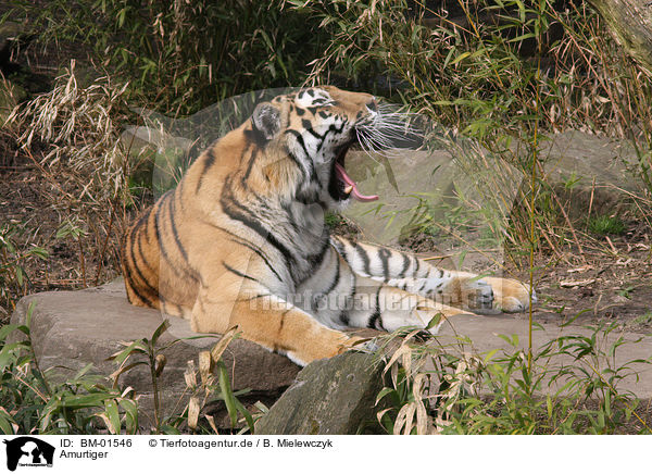 Amurtiger / Amur tiger / BM-01546