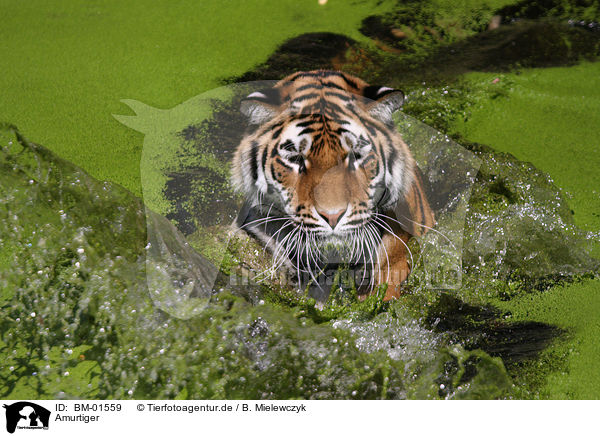Amurtiger / Amur tiger / BM-01559