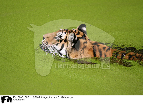 Amurtiger / Amur tiger / BM-01566