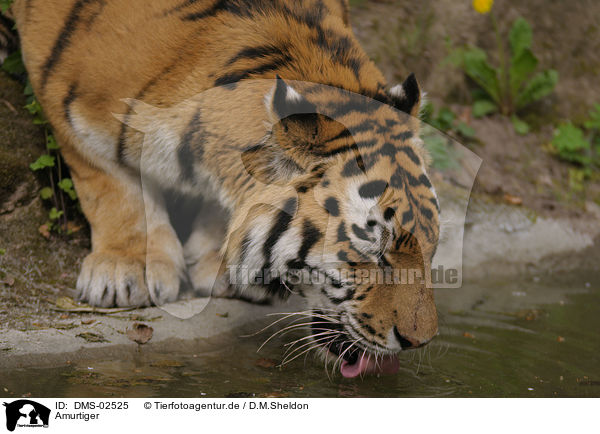 Amurtiger / Amur tiger / DMS-02525