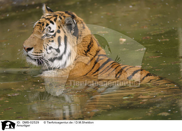 Amurtiger / Amur tiger / DMS-02529